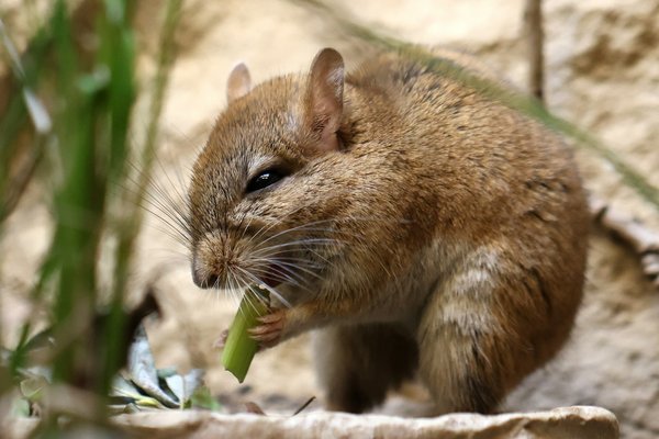 Solutions efficaces avec nos anti-rongeurs professionnel