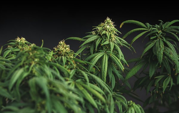 Refonte site e commerce chanvre : améliorez votre visibilité et vitesse